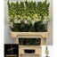 product/img.floraplaza.nl/103045-80-LIVE_fotos-0x2A444C72C85991E18BA40C98534AE2D53FE8CEA8.jpg