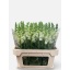 product/img.floraplaza.nl/103045-80-LIVE_fotos-0x52EA1575EAAC38237766B70E8013D43409A948FE.jpg