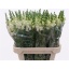 product/img.floraplaza.nl/103045-80-LIVE_fotos-0x92EF546B4734C3D6176A5C28D61626AD1733A59F.jpg