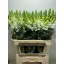 product/img.floraplaza.nl/103045-80-LIVE_fotos-0xBB0DC5BAA8DEA68BA168BA0145461F35D624653A.jpg