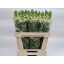 product/img.floraplaza.nl/103045-80-LIVE_fotos-0xDDCB769A0DCD1CC6BCEA5D68F1D16D1588C9391C.jpg
