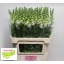 product/img.floraplaza.nl/103045-80-LIVE_fotos-0xE8E00C2F23F47E7E384A140A21AD537C608B0830.jpg