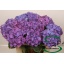product/img.floraplaza.nl/103206-60-LIVE_fotos-0x3BE5530016EA9AFD7D9C835C28E266FB8CD21AD2.jpg