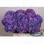 product/img.floraplaza.nl/103206-60-LIVE_fotos-0xC6D9C4A3AFE9E01FDDE988B0D9E2B968F767F822.jpg