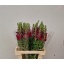 product/img.floraplaza.nl/10324-75-LIVE_fotos-0xF7D8C57A45E621B386915D34F0C57E22BE827DF4.jpg