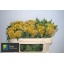 product/img.floraplaza.nl/103284-65-LIVE_fotos-0xAD52266EA0C7D5F469AC307B748DE795D6E250D1.jpg