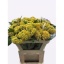 product/img.floraplaza.nl/103284-65-LIVE_fotos-0xB0D4CF440CC460557FFC7B8C5229B894C0E81FF8.jpg