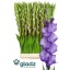 product/img.floraplaza.nl/103359-120-LIVE_fotos-0x33E89D7BD25801845B4AF2E67D99642BD474479C.jpg