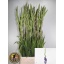 product/img.floraplaza.nl/103359-120-LIVE_fotos-0xC6491C73206C8D8C4B4B789BC538FA6ACC93FB2B.jpg