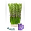 product/img.floraplaza.nl/103359-120-LIVE_fotos-0xDE855D9E56C2CED496BEF7A7130BABAEDB061614.jpg