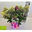 product/img.floraplaza.nl/103505-23-LIVE_fotos-0xA5BB3DD38154ADBC0109FF54D7663947163C9C91.jpg