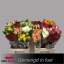 product/img.floraplaza.nl/103511-40-LIVE_fotos-0x08D41721BCE8BABF185DB15E8C9CC71A3FBEABB3.jpg