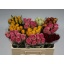 product/img.floraplaza.nl/103511-50-LIVE_fotos-0x8F408914CDD94823D52CA17595932D1C1A0ACBD0.jpg