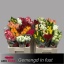 product/img.floraplaza.nl/103511-50-LIVE_fotos-0xEDD41F14167B0B5C676D75D9C4B600C144338029.jpg