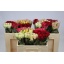 product/img.floraplaza.nl/103511-50-TANA-LIVE_fotos-0x6B5213925EDF500FCE6B8E4DA4594B0C4B7EBF16.jpg