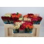 product/img.floraplaza.nl/103511-50-TANA-LIVE_fotos-0xBE3D93771EA059A773B42A4A9789C9B629E4DC6B.jpg
