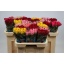 product/img.floraplaza.nl/103511-606TANA-LIVE_fotos-0x72B37D90156AC11423E7CDD81A83B6CC2669E800.jpg