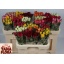 product/img.floraplaza.nl/103511-606TANA-LIVE_fotos-0x7CCC04AAF8465E6493683E74AF6488DD1E73A896.jpg