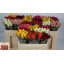 product/img.floraplaza.nl/103511-606TANA-LIVE_fotos-0xD4195DDDF47788404301062073C59723E72D748F.jpg