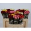 product/img.floraplaza.nl/103511-60AGRI-LIVE_fotos-0xBEBA0300F540B44AA6B769B5BEB75203A0F5A768.jpg