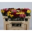 product/img.floraplaza.nl/103511-60ALPH-LIVE_fotos-0xF844AAC3214009463EF755451DE735772CA9D7A6.jpg