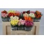 product/img.floraplaza.nl/103512-50L-LIVE_fotos-0xDD47BB5EF36F0C69184116D7159AC51DA70DF94E.jpg