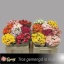 product/img.floraplaza.nl/103513-50-LIVE_fotos-0x23B36BDE377B40FE2D0555E5465A058910BC9A21.jpg