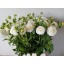 product/img.floraplaza.nl/103522-50-LIVE_fotos-0x3BA6B0C1B938090158219AC00911C0EC0F954DD7.jpg