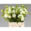 product/img.floraplaza.nl/103522-50-LIVE_fotos-0x5142CF0A79B99E994779D72163E4CEDCE0AC8F6C.jpg