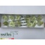 product/img.floraplaza.nl/103529-LIVE_fotos-0x6485187E62EFF62BC68669B0EBFC5FDA03EBD3ED.jpg