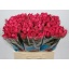product/img.floraplaza.nl/103666-60-LIVE_fotos-0xAFAA46D5C6BC118B2DFC5574DE5EA62DE010F209.jpg