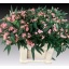 product/img.floraplaza.nl/103770-60-LIVE_fotos-0x79F67AA2CCC5C97063E3E832FEF6D4165744A8E8.jpg