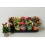product/img.floraplaza.nl/103774-510-LIVE_fotos-0xE91D5B1BEDD4E3F70403BA56B81C8BF3BD93D0C9.jpg