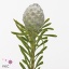 product/img.floraplaza.nl/103948-40-ART_Fotos-VBN-vbn103948.jpg