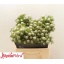 product/img.floraplaza.nl/103948-40-LIVE_fotos-0x64FE631CCE9CC10DC3E767F82BCE2408CBE1270C.jpg