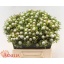 product/img.floraplaza.nl/103948-40-LIVE_fotos-0xBFE4FDEAB0FA960A9BA336E53D749001BD293DD5.jpg