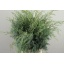 product/img.floraplaza.nl/104-50-LIVE_fotos-0x0DB87B91C939A5B07D2E59CFD4100830068D325D.jpg