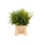 product/img.floraplaza.nl/104-50-LIVE_fotos-0xD7954D42A036562DEE57433201C2A35F358F6D9D.jpg