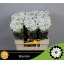 product/img.floraplaza.nl/104414-55-LIVE_fotos-0x2A6865D6FCD8CEBAF764E94146D666F73B3FD1F2.jpg