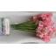 product/img.floraplaza.nl/104811-40-LIVE_fotos-0xCE63718A70A6F91DE39333F5E9F6FA47F489C493.jpg