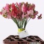 product/img.floraplaza.nl/104811-40-LIVE_fotos-0xE163258C32EFEA6AC802DF199C0E559821E35246.jpg