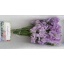 product/img.floraplaza.nl/104812-40-LIVE_fotos-0x1C99E4F6D54CA6E73933DF9A8A7EF0E4F35D4B26.jpg
