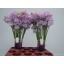 product/img.floraplaza.nl/104812-40-LIVE_fotos-0x5BC58E2D4995154E39A1C016FE795F00378BCC3B.jpg