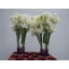 product/img.floraplaza.nl/104814-35-LIVE_fotos-0x09A7E6A3C55D4523E866C2DA1E2E0E63D217BED0.jpg