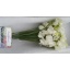 product/img.floraplaza.nl/104814-35-LIVE_fotos-0xD07D4EA12DC24847C63976FC99F0387CEB4AE177.jpg