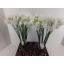 product/img.floraplaza.nl/104814-40-LIVE_fotos-0x792F0FDA7F08A37DDA85333D38502262EB3439E6.jpg