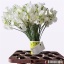 product/img.floraplaza.nl/104814-40-LIVE_fotos-0x92D19807AF9BC952D55A659AC7DCDADA410111DE.jpg