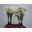 product/img.floraplaza.nl/104814-40-LIVE_fotos-0xE8C2F748E39253EBDE91EAA3BEA0EEFE45C29131.jpg