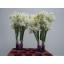 product/img.floraplaza.nl/104814-40-LIVE_fotos-0xF621F4408AD74ACCC0BF4CEDC9688A6C3A8A10CC.jpg