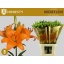 product/img.floraplaza.nl/105228-95-LIVE_fotos-0xCFDB7148A4030D114749B678920008C337A49FE3.jpg